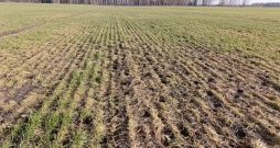 Pirmā pavasara slimība – sniega pelējums – aprīlī būs jau aizmirsusies – vai nu augi gājuši bojā, vai arī atmirušo lapu slānim sprauksies cauri dzīvotgriboši asni.