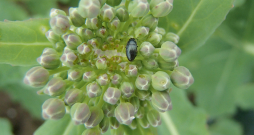 Lai konstatētu pirmo krustziežu spīduļa parādīšanos un tā intensitāti, rapša sējumos var izvietot dzeltenos līmes vairogus vai dzeltenos Moerikes traukus ar ūdeni, tam pievienojot pilienu trauku mazgājamā līdzekļa kā virsmas aktīvo vielu. Lai konstatētu pirmo krustziežu spīduļa parādīšanos un tā intensitāti, rapša sējumos var izvietot dzeltenos līmes vairogus vai dzeltenos Moerikes traukus ar ūdeni, tam pievienojot pilienu trauku mazgājamā līdzekļa kā virsmas aktīvo vielu.