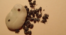 Pupu sēklgrauzim nonākt jaunajā pavasara sējumā gandrīz vienmēr palīdzīgu roku sniedzis pats saimnieks – gan sējot pārāk tuvu pērnā gada laukam, kur bijušas pupas, gan izmantojot sēklas materiālu ar labi redzamiem pelēkiem aplīšiem, no kuriem uz lauka izlido vaboles.