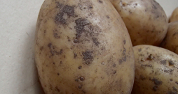 Iestādot ar melno kraupi klātus bumbuļus, sevišķi nelabvēlīgos augšanas apstākļos (neiesilušas, aukstas un pārlieku dziļas vagas), var iegūt retāk sadīgušu kartupeļu lauku, jo dīgstam no sēklas bumbuļa līdz augsnes virskārtai attīstīsies asnu nekroze jeb dīgstu puve.