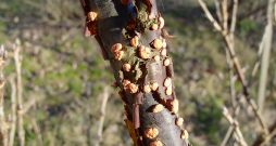 Pavasarī noteikti jālikvidē krūmogulājos redzamie ar sarkankārpu vēzi slimie zari, jo tie ir aizgājuši bojā.