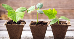 Kūdras podiņi stādiem. Kūdras podiņi stādiem.