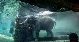 Cīrihes zoodārza ziloņu parks ir slavens ar unikālo arhitektūru. Ziloņiem ir pieejami arī seši dažādi baseini, un apmeklētāji caur stiklu var vērot ziloņus peldam zem ūdens.