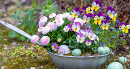 Savu laiku nokalpojušais caurduris ticis pie skaistas rotas.