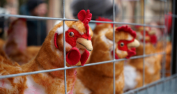 Pie Saeimas dzīvnieku aizsardzības organizācija "Dzīvnieku brīvība" rīko piketu, aicinot deputātus atkārtoti iesniegt un virzīt likumprojektu par aizliegumu turēt dējējvistas industriālajos sprostos Latvijā.