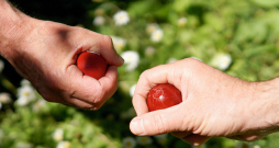 Lai uzvarētu olu kaujās, jāņem mazāka ola – ar nosacījumu, ka tā pareizi izvārīta. Lai uzvarētu olu kaujās, jāņem mazāka ola – ar nosacījumu, ka tā pareizi izvārīta.