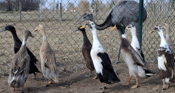 Raibajā Annas Astičas mājputnu saimē ir gan nandu strausi, gan arī pudeļpīles. Spānijas gliemeži dārzā un sētā nav manīti, tik lielie melnīgie kailgliemeži – tos tāpat kā parastos pīles ēd gardu muti.