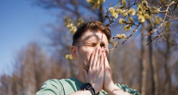 Koku ziedputekšņi pavasarī ir ļoti spēcīgi alergēni.