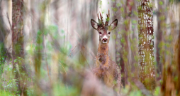 Pavasaris mežā. Pavasaris mežā.