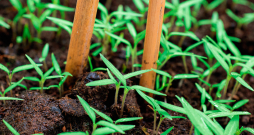 Sējumu izcilā ar irbulīšiem, lai jaunajiem audziņiem nenorautu saknīti.
