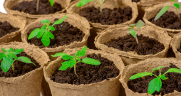 Tomātu stādiņi. Tomātu stādiņi.