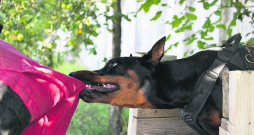 Sabiedrībai pieņemama uzvedība jāapgūst gan sunim, gan tā saimniekam.