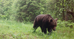 Slēpņu kamerās iegūts fotoattēls.