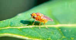 Trihogrammu dzīves ilgums ir 10–11 dienu, pēc tam darbu turpina nākamā paaudze.