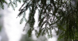 Egļu zars ar lietus lāsēm. 