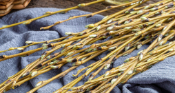 Vītolus jau izsenis lieto ārstniecībai, visplašāk – baltā vītola mizu. Vītolus jau izsenis lieto ārstniecībai, visplašāk – baltā vītola mizu.