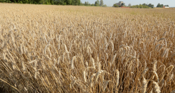 Eksperti ir vienisprātis – lai sasniegtu stabilu un rentablu ražu, vispirms labi jāiepazīst savi lauki un sistemātiski jārisina gan augsnes, gan saimniecības pārvaldības jautājumi. Attēlā: ziemas kviešu šķirne 'Achim'.
