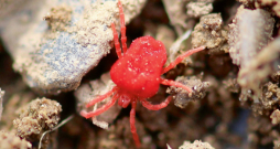 Augsnē var dzīvot piecas tonnas slieku, piecas tonnas baktēriju, sēņu, daudzkāju, ērču, to skaitā arī samtērce, kas ir ierasts mūsu augšņu iemītnieks.