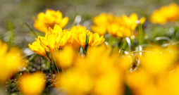 Krokusi Uzvaras parkā. Pavasaris.