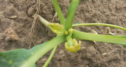 Cekulkodes bojājumi mēdz nodarīt nopietnus ražas zudumus, to skaitā uz produkcijas kvalitātes pasliktināšanās rēķina.