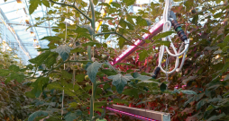 Mazāk slāpekļa nozīmē ģeneratīvāku, spēcīgāku augu, kas vairāk cukuru novirza augļiem.