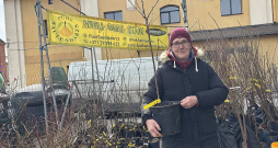 "Cilvēki pieprasa aizvien vairāk ērtību ražas vākšanā un selekcionāri izpilda pasūtījumu," teic stādaudzētavas "Saulesdārzs Pūre" saimniece Melita Dimza. "Mūsu sortimentā šopavasar ir divas augststumbra ērkšķogu šķirnes – 'Invikta' un 'Hinnonmaki red'." "Cilvēki pieprasa aizvien vairāk ērtību ražas vākšanā un selekcionāri izpilda pasūtījumu," teic stādaudzētavas "Saulesdārzs Pūre" saimniece Melita Dimza. "Mūsu sortimentā šopavasar ir divas augststumbra ērkšķogu šķirnes – 'Invikta' un 'Hinnonmaki red'."