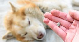 Ērces pārnēsā tādas slimības kā babezioze, Laimas slimība un anaplazmoze. Ērces pārnēsā tādas slimības kā babezioze, Laimas slimība un anaplazmoze.