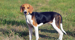 Suns. Ilustratīvs attēls. Suns. Ilustratīvs attēls.