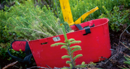 Pirms iegādājas stādus kokaudzētavā, jāzina, kura reģiona stādmateriāla izcelsme nepieciešama, jo Latvijas dienvidos vai rietumos izaudzētie stādi ne vienmēr derēs Vidzemes un Latgales laukiem un mežiem.