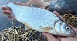 Abavas sudrabotā vimba.