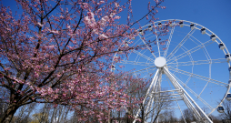 Ziedošas sakuras un Rīgas panorāmas rats pavasarī.