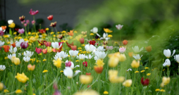 Tulpes Rīgas psihiatrijas un narkoloģijas centra teritorijā.