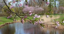 Ziedošas sakuras un Mārupīte Uzvaras parkā.