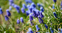 Pavasaris. Ziedošas muskares Uzvaras parkā.