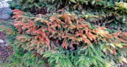 Visizteiktāk saules apdegumi veidojas tieši virs sniega līnijas, kur skujas pakļautas gan tiešajiem, gan atstarotajiem saules stariem. Visizteiktāk saules apdegumi veidojas tieši virs sniega līnijas, kur skujas pakļautas gan tiešajiem, gan atstarotajiem saules stariem.