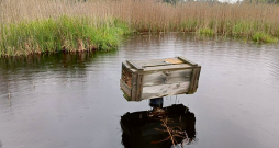 Bebra darbības rezultātā mākslīgā ligzdvieta kļuvusi pieejama Amerikas ūdelei.