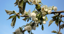 Lai gan pērn apdrošināšanas atbalsta likme augļkopības, ogulāju un dārzeņu platībām tika ievērojami palielināta, nozare vērtē, ka būtiskākos riskus, piemēram, pavasara salnu postījumus,