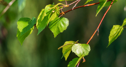 Bērza jaunās lapiņas.