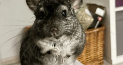 Šinšī patlaban ir pieci gadiņi. Izrādās, ka šinšilas var dzīvot līdz
pat divdesmit gadiem.