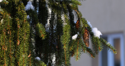 Apsnidzis egles zars.