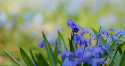 Zilsniedzītes Lielajos kapos.