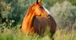 Ilustratīvs attēls.