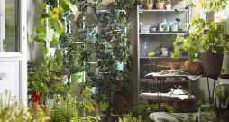 Augus ieteicams kārtot vertikāli, tādējādi ekonomējot telpu.