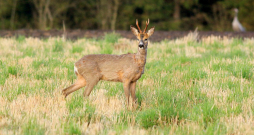Kombinējot sējumus, krūmus un augļu kokus, meža klajumos vai to malās iespējams ne tikai veidot vidi, kurā piebarot stirnas, bet arī panākt, ka dzīvnieki vēlas tur uzturēties pastāvīgi.