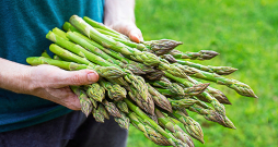 Vislabāk sparģeļus lietot uzturā, svaigi novāktus, jo glabājot to uzturvērtība strauji samazinās.