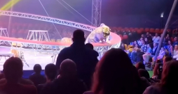 Cirka izrādes tīģeris mirkli pirms ieiešanas skatītāju rindās.