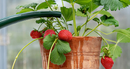 Karstā un saulainā laikā augi bieži jālaista.