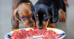 Pie svaigbarošanas dzīvniekus pieradina jau no mazotnes.