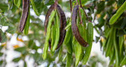 Ceratonijas augļi ir līdz 20 cm garas pākstis ar spīdīgu, ādainu mizu.