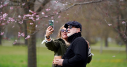 Cilvēki fotogrāfējas pie sakurām Uzvaras parkā.
